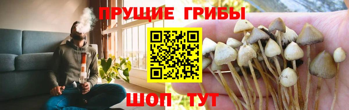 Псилоцибиновые грибы Cubensis Мыски
